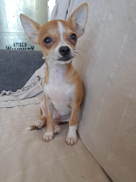 FLASH, chiot mâle type chihuahua (non LOF)