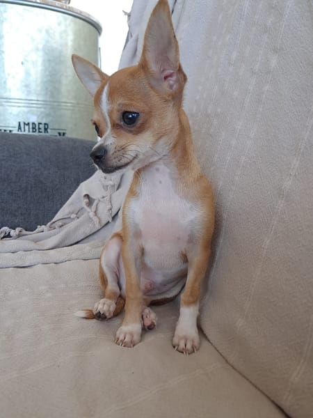 FLASH, chiot mâle type chihuahua (non LOF)