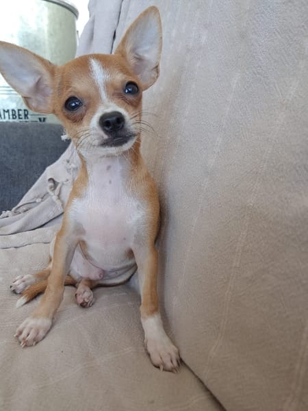FLASH, chiot mâle type chihuahua (non LOF)