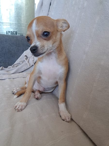 FLASH, chiot mâle type chihuahua (non LOF)