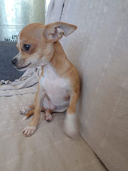 FLASH, chiot mâle type chihuahua (non LOF)