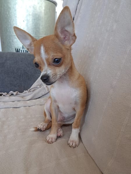 FLASH, chiot mâle type chihuahua (non LOF)