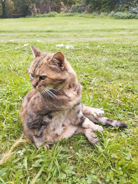 Minette