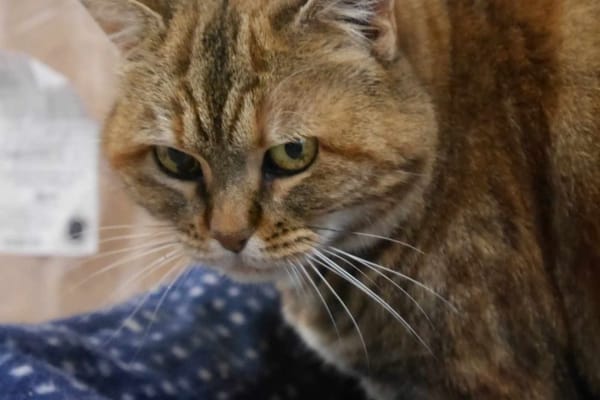 Minette