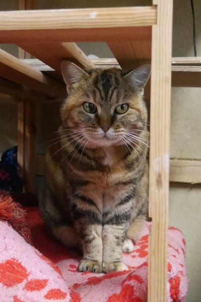 Minette