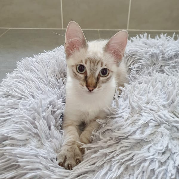DIEGO