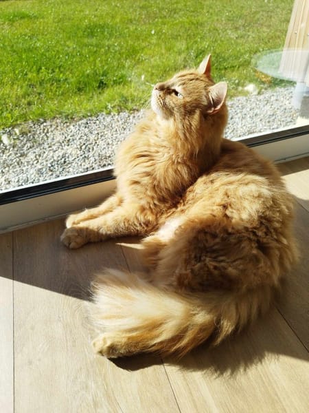 Pavarotti