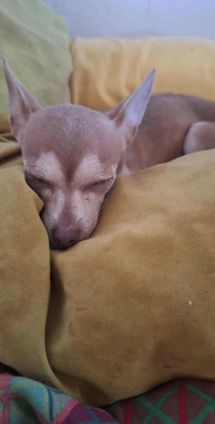 Lassie la petite câline