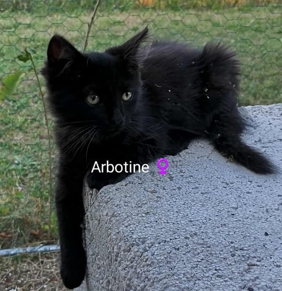ARBOTINE