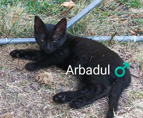 ARBADUL  A RESERVER