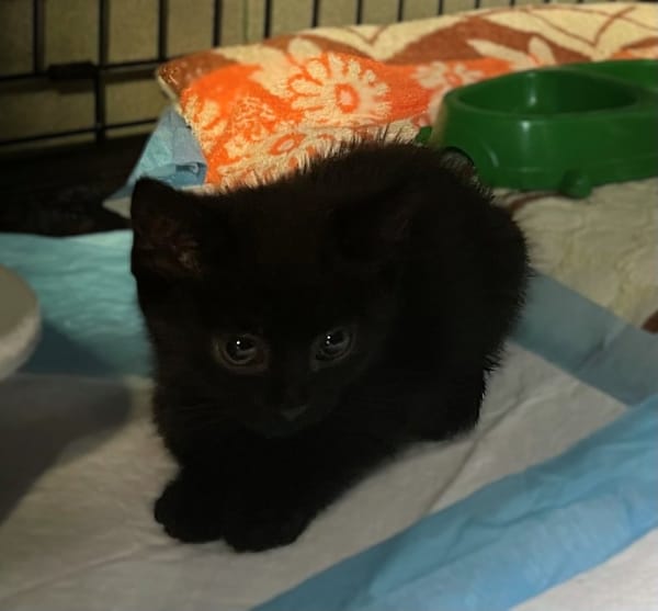 Naya