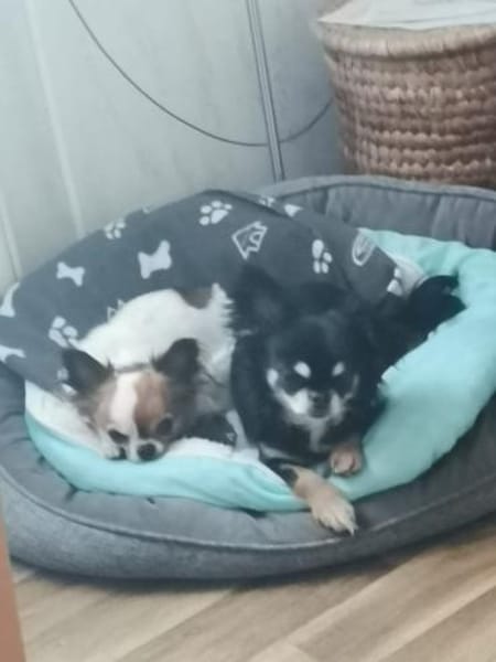 🌸Luna 7 J und Bella 9 Jahre🌸Gemeinsa