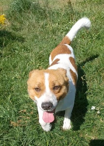 Kimo 💙💙💙 Happy-Home gesucht