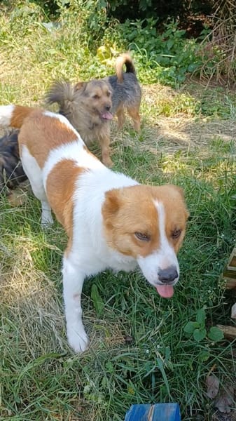 Kimo 💙💙💙 Happy-Home gesucht