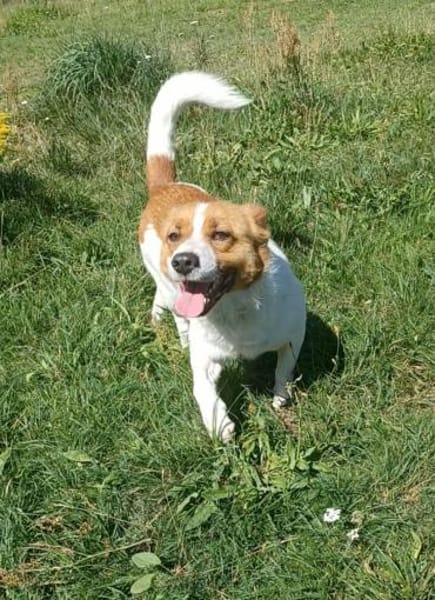 Kimo 💙💙💙 Happy-Home gesucht