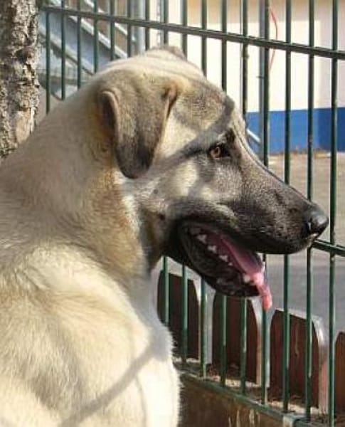 Bulut
