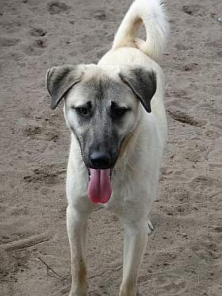 Bulut