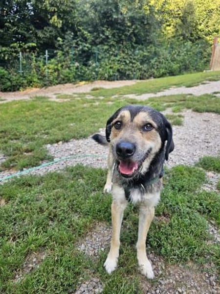 Bobbi sucht sein Glück!