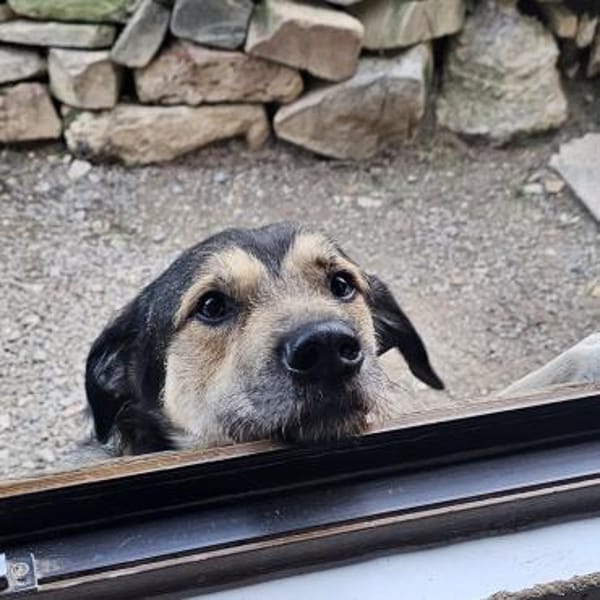 Bobbi sucht sein Glück!