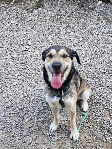 Bobbi sucht sein Glück!