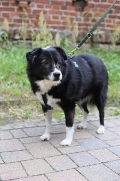 Hündin CLOPOTICA sucht Lebensplatz!