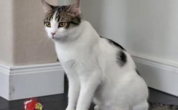 Kater Balou sucht seine tollkühne Crew