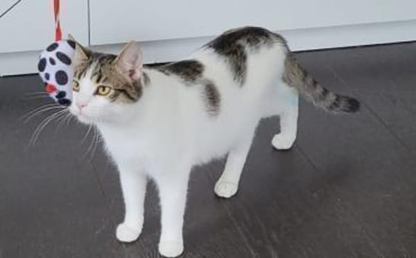 Kater Balou sucht seine tollkühne Crew