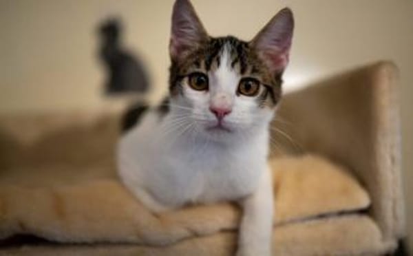 Kater Balou sucht seine tollkühne Crew