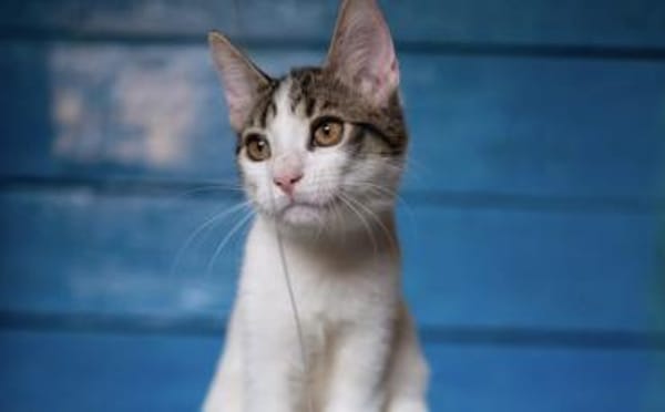 Kater Balou sucht seine tollkühne Crew