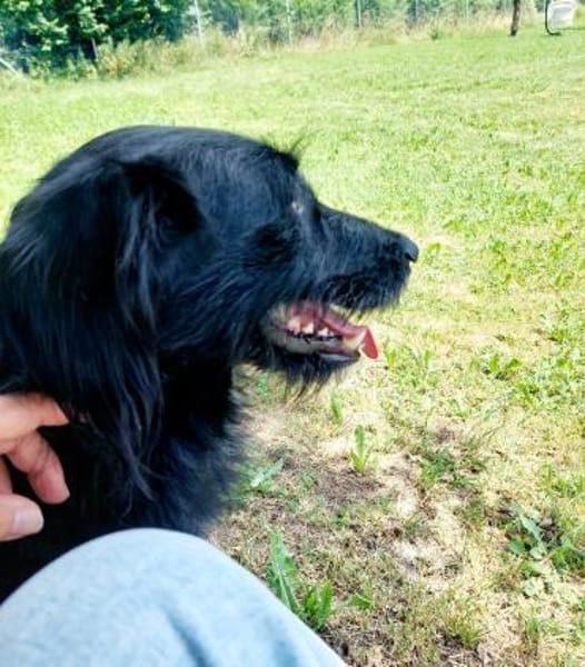 Elmo - sensibler Begleiter sucht Euch