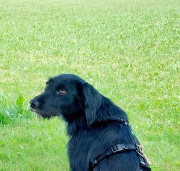 Elmo - sensibler Begleiter sucht Euch