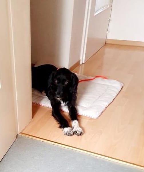 Elmo - sensibler Begleiter sucht Euch