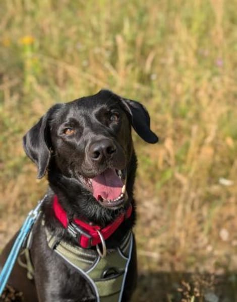 Harley sucht sein zu Hause