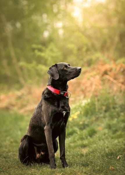 Harley sucht sein zu Hause