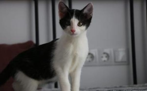 Missy sucht ihre neue Familie!