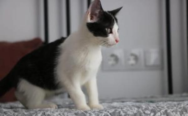 Missy sucht ihre neue Familie!