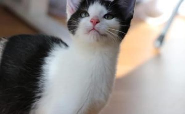 Missy sucht ihre neue Familie!