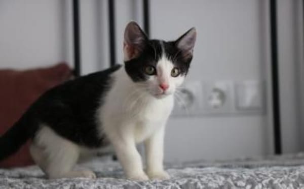 Missy sucht ihre neue Familie!