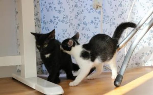 Missy sucht ihre neue Familie!