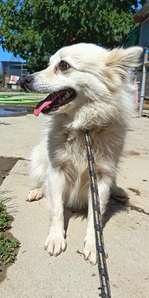 Bessy, einfach auf die Strasse gesetzt
