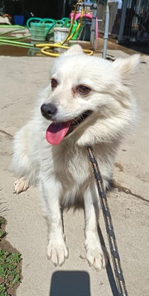 Bessy, einfach auf die Strasse gesetzt