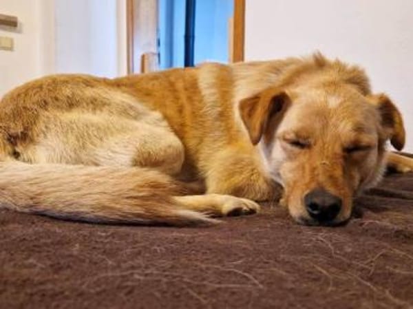 Zack sucht eigene liebe Familie
