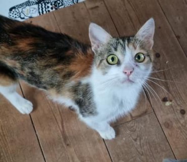SORINA wünscht sich neues Zuhause