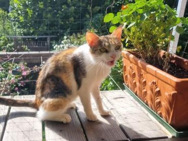 SORINA wünscht sich neues Zuhause