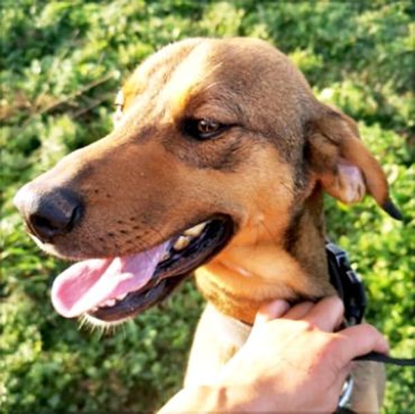 Bracken-Mix Sisco ist ein Sonnenschein!