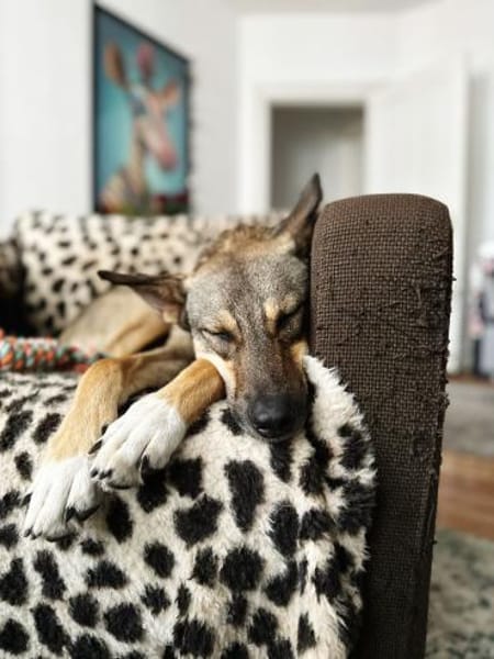 junge, smarte Frida sucht Zuhause