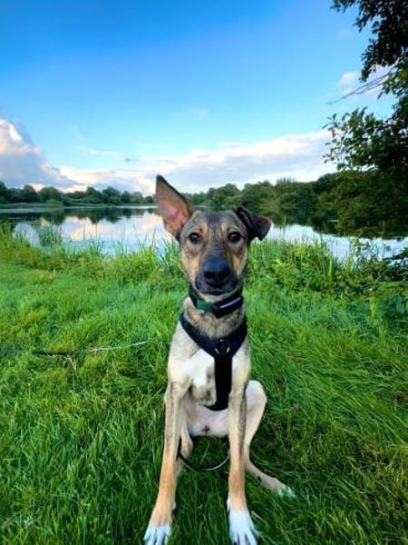 junge, smarte Frida sucht Zuhause