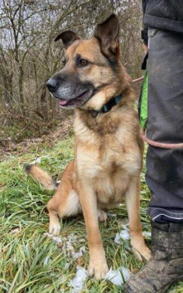 Herzenshund ASTON