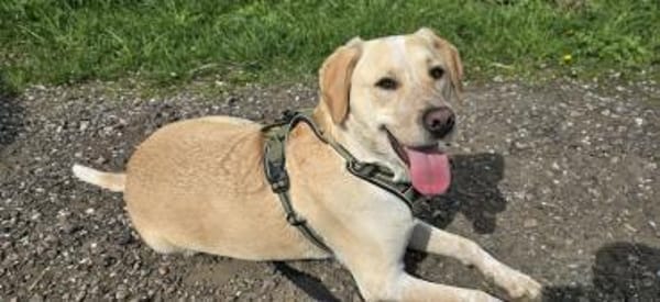 Nacho sucht ein neues Zuhause