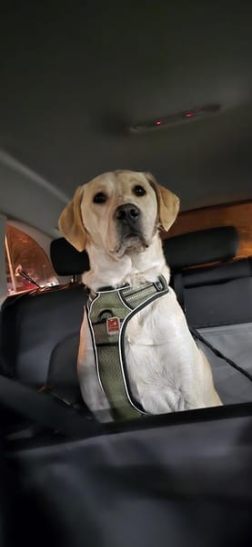 Nacho sucht ein neues Zuhause